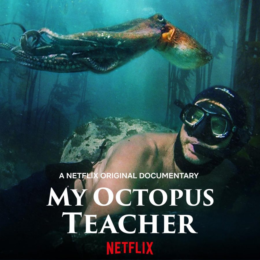 ดูหนังออนไลน์ Netflix  My Octopus Teacher 2020 doomovie-hd